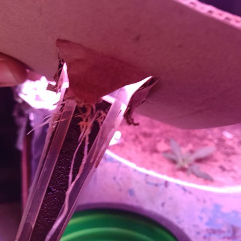 Gran leño growlog timeline photo