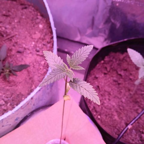 Gran leño growlog timeline photo