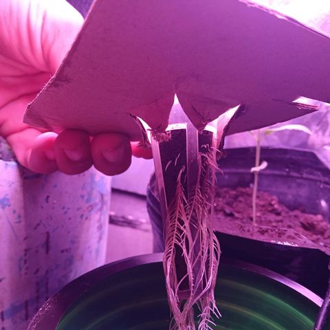 Gran leño growlog timeline photo