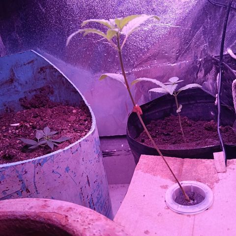 Gran leño growlog timeline photo