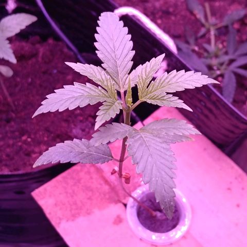 Gran leño growlog timeline photo