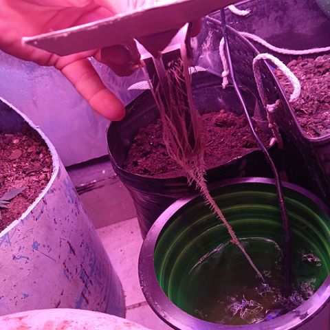 Gran leño growlog timeline photo
