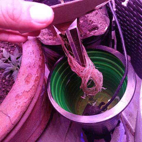 Gran leño growlog timeline photo