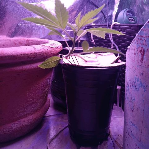 Gran leño growlog timeline photo