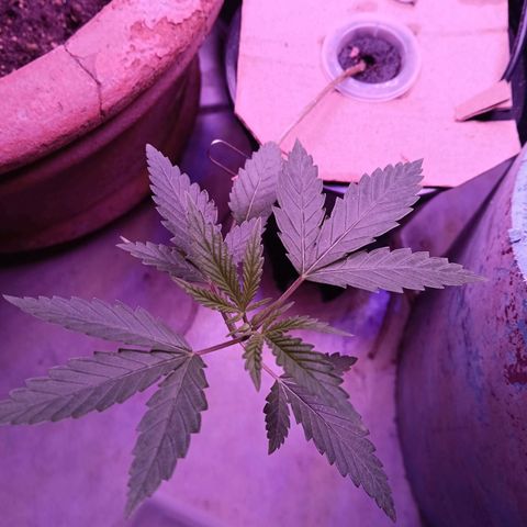 Gran leño growlog timeline photo