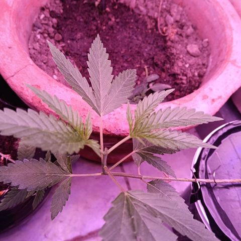 Gran leño growlog photo: Poda apical 