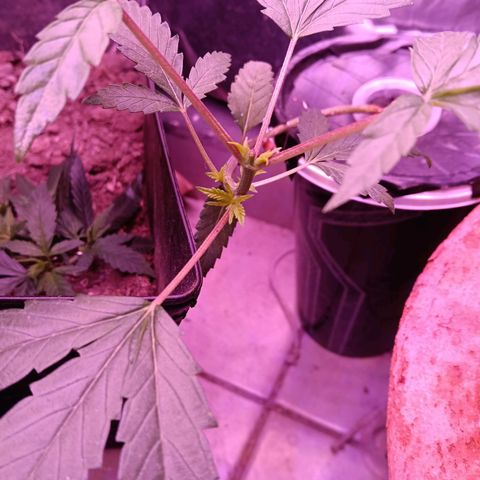 Gran leño growlog timeline photo