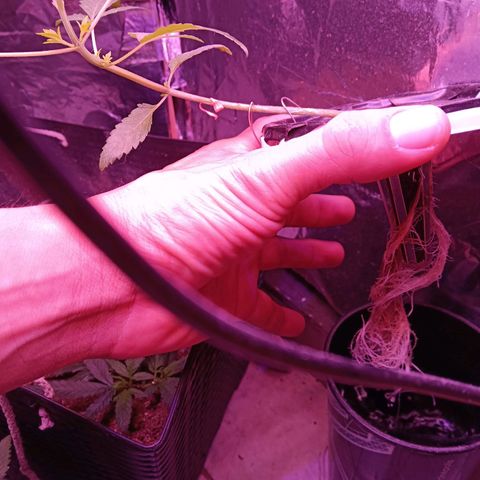Gran leño growlog timeline photo