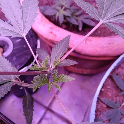 Gran leño growlog timeline photo