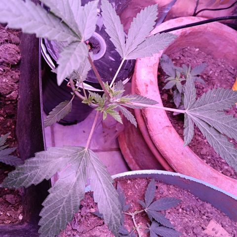Gran leño growlog timeline photo