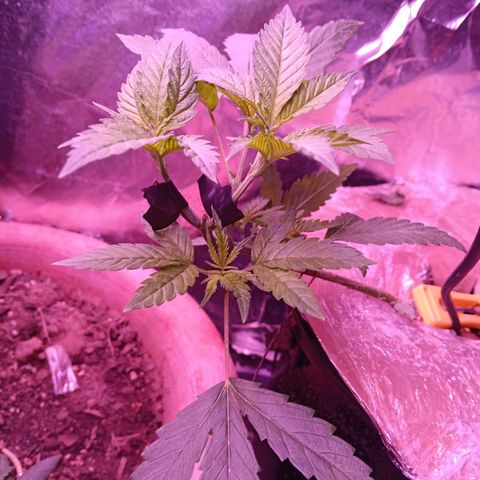 Gran leño growlog timeline photo