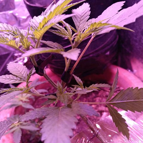 Gran leño growlog timeline photo
