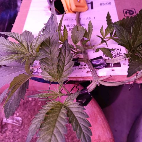 Gran leño growlog timeline photo