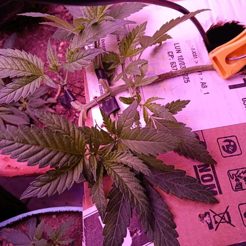 Gran leño growlog timeline photo