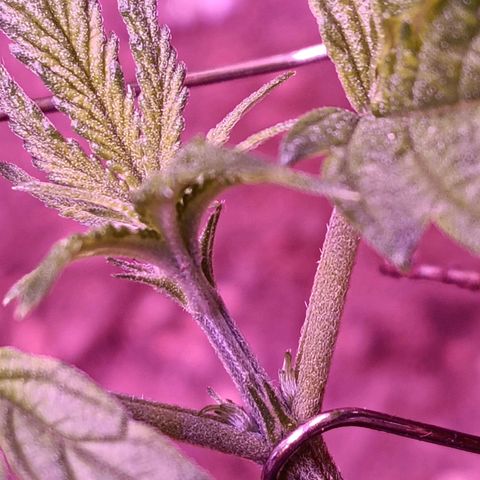 Gran leño growlog timeline photo