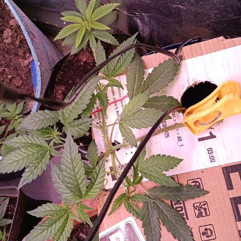 Gran leño growlog timeline photo