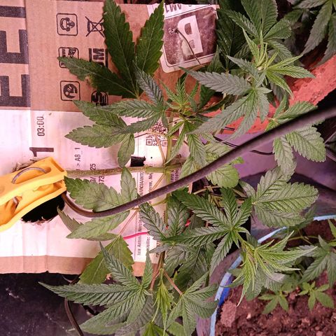Gran leño growlog timeline photo