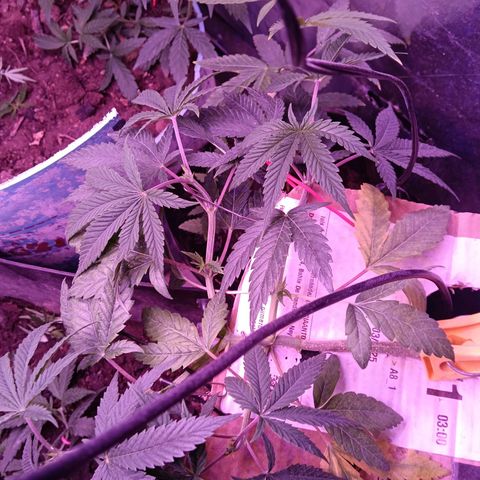 Gran leño growlog timeline photo
