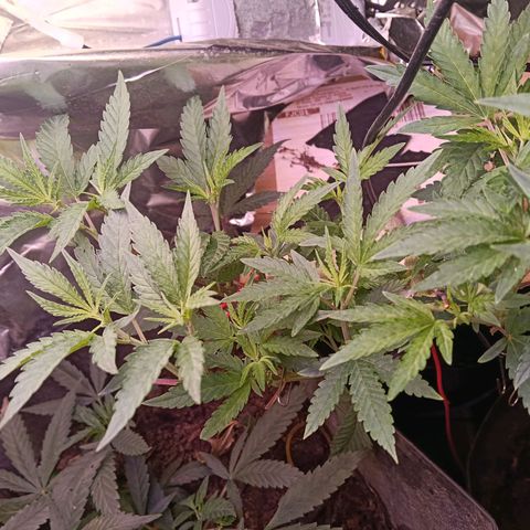 Gran leño growlog timeline photo