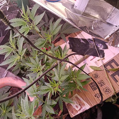 Gran leño growlog timeline photo