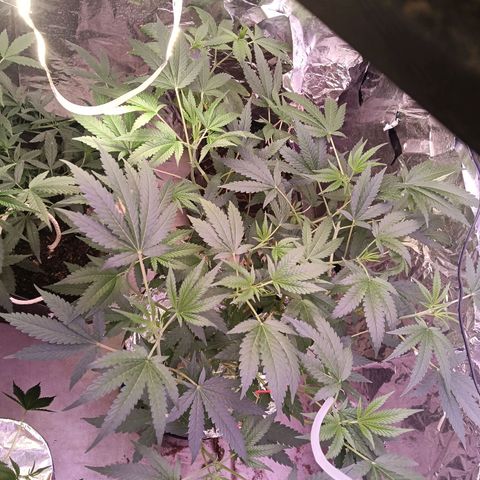 Gran leño growlog timeline photo