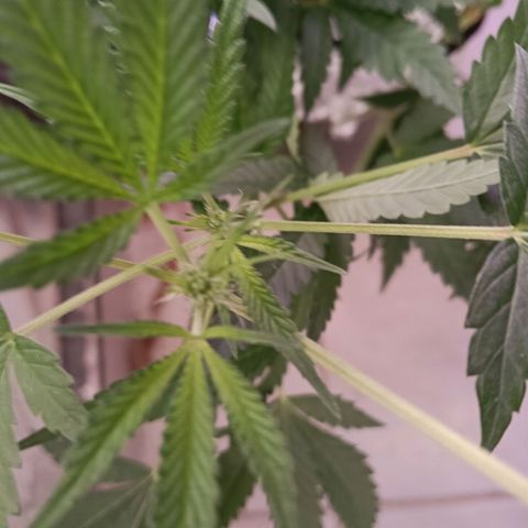 Gran leño growlog timeline photo