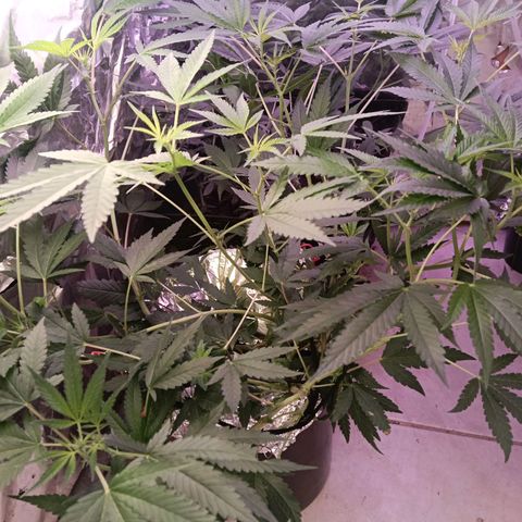 Gran leño growlog timeline photo