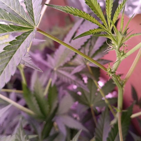 Gran leño growlog timeline photo