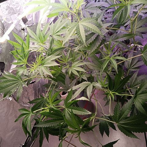 Gran leño growlog timeline photo