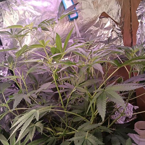 Gran leño growlog timeline photo
