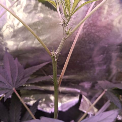 Gran leño growlog timeline photo