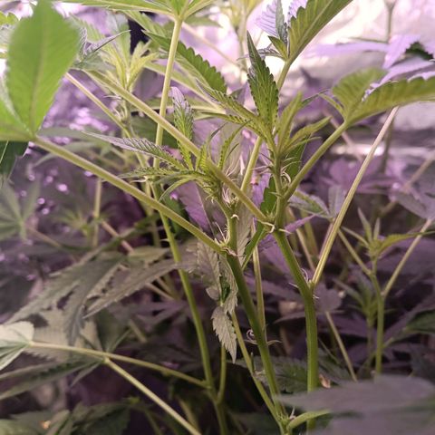 Gran leño growlog timeline photo