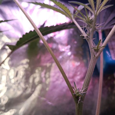 Gran leño growlog timeline photo