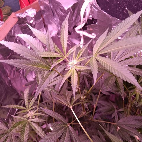 Gran leño growlog timeline photo