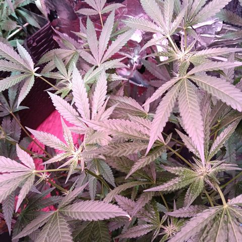 Gran leño growlog timeline photo