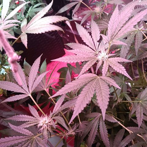 Gran leño growlog timeline photo