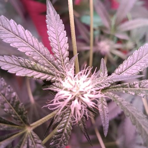 Gran leño growlog timeline photo