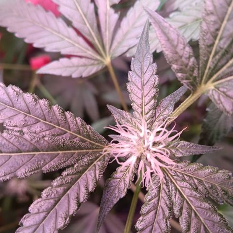Gran leño growlog timeline photo