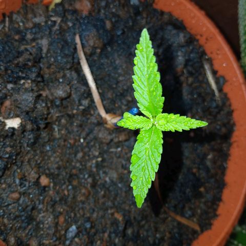 Prensado 016 growlog timeline photo