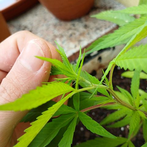 Prensado 016 growlog photo: Feito poda top.