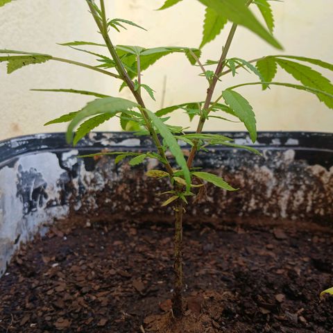 Prensado 016 growlog photo: Feito poda top.