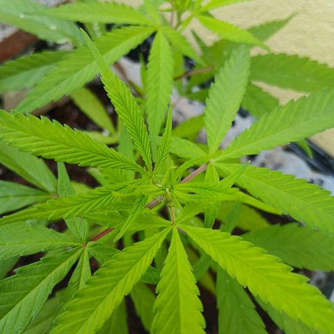 Prensado 016 growlog photo: Feito poda top.