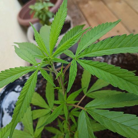 Prensado 016 growlog photo: Feito poda top.