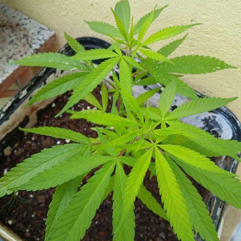 Prensado 016 growlog photo: Feito poda top.