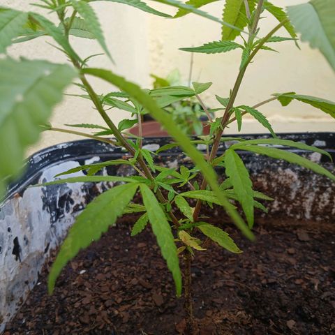 Prensado 016 growlog photo: Feito poda top.
