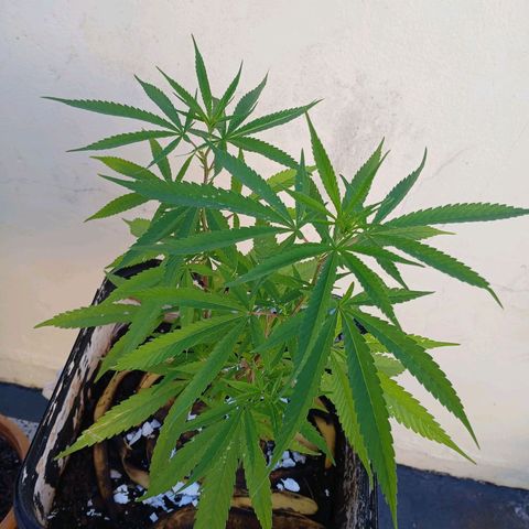 Prensado 016 growlog timeline photo