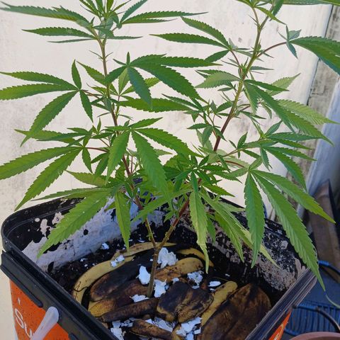 Prensado 016 growlog timeline photo