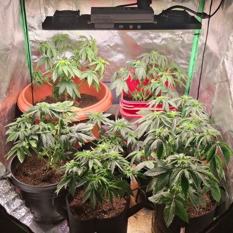 Banana purple punsh growlog photo: Limpeza das canelas e folhas do meio