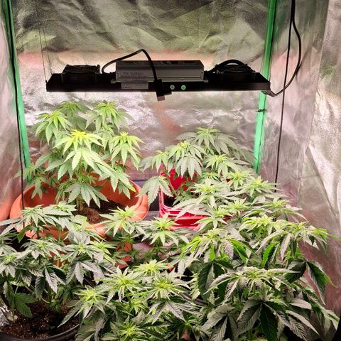 Banana purple punsh growlog timeline photo