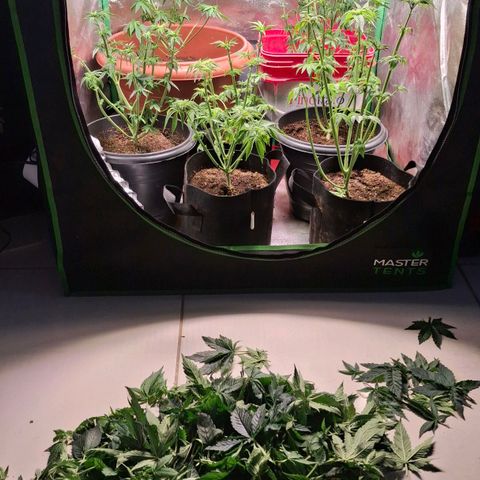 Banana purple punsh growlog photo: Desfoliação pesada!
